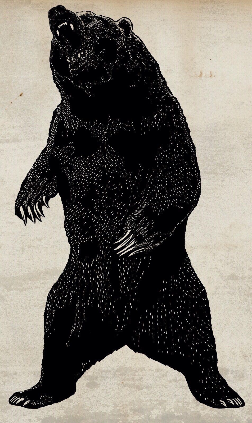 Illustrated bear standing on hind legs.